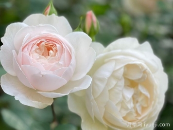 黛丝德蒙娜月季/苔丝狄蒙娜月季Desdemona