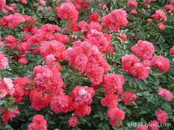 新地被一号月季