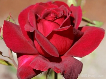 俄克拉荷马月季/奧克拉荷马Oklahoma