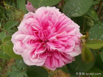 法国之子月季/法国孩子Enfant de France