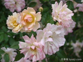 菲利斯彼得月季Phyllis Bide