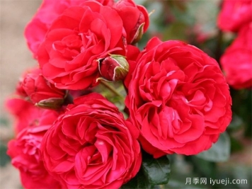 绯红天空月季Crimson Sky