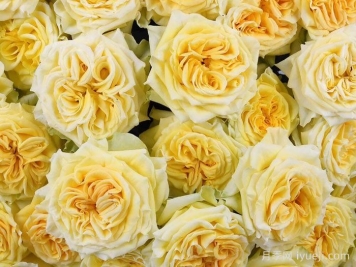 斐波那契蒙娜丽莎月季Fibonacci Gioconda