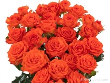 费里尼月季/费利尼Fellini