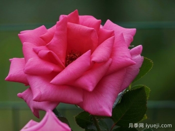 芬芳艾莉婕月季Fragrant Alizee