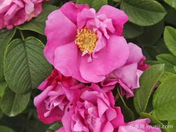 粉红跑者月季/粉红走鹃Pink Roadrunner