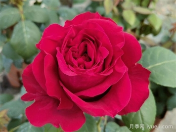 风中的玫瑰月季/四风之花月季La Rose des 4 vents