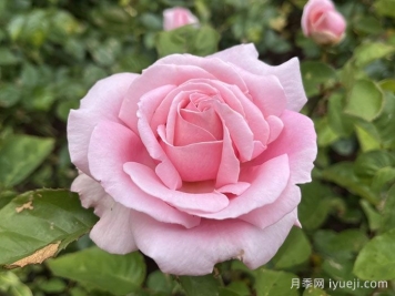 弗雷德里克米斯塔尔月季/米斯特拉香水/儿童玫瑰Frederic Mistral