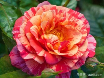 弗里达卡罗月季Frida Kahlo