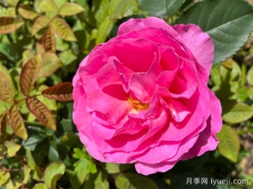 复古小姐月季Vintage Miss