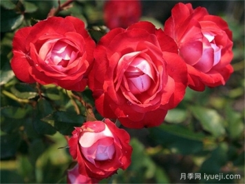 柑橘冰月季Mandarin Ice