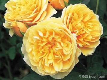 格拉汉托马斯月季Graham Thomas