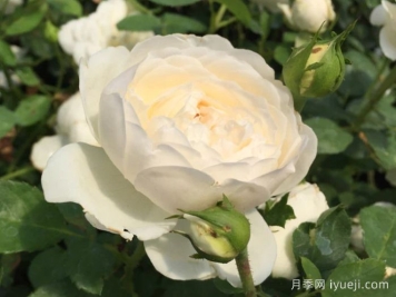 格拉姆斯城堡月季Glamis Castle