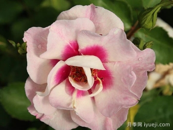 公牛的眼睛月季Bull's Eye