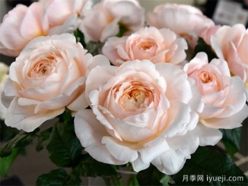 古利亚夫人月季Madame Gulya