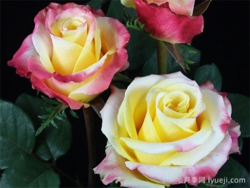 光学日落月季Optica Sunset