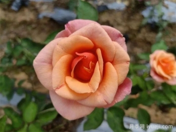 南阳4个月季新品种获国家新品种权