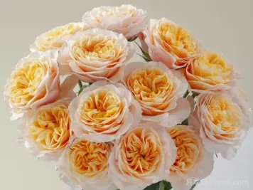 国王十字站月季King's Cross