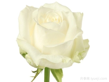 荷兰小姐月季/霍兰德小姐Miss Holland