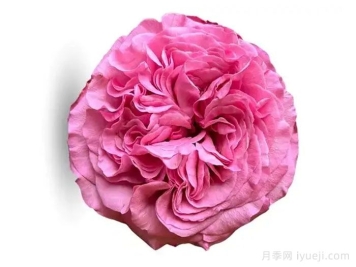 好运来月季/幸运儿Get Lucky