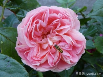 航程月季/远行/航行/远航Voyage