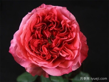 黑暗激情月季/黑暗爆炸Dark X-pression