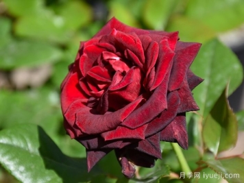 黑巴克月季Black Baccara