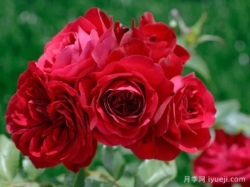 红色玫兰之爱月季/红色蒙娜丽莎/红爱玫Red Meilove