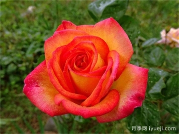 花魂月季/骑士精神月季Chivalry