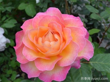 花蝴蝶月季/华丽丽月季Gorgeous