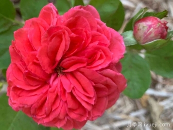 皇冠宝石月季/皇冠珠宝Crown Jewel