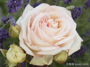 茴香酒夫人月季/拉瓦莱尔夫人/宏伟芬芳Madame Anisette