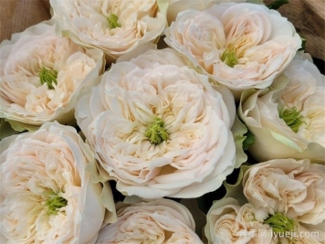 惠特比修道院月季Whitby Abbey