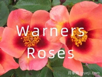 月季育种家：英国Warners Roses(华纳月季苗圃)