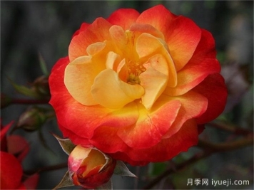 火鸟月季Firebird(科德斯)