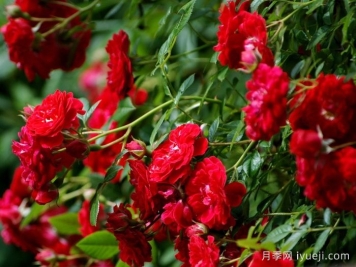 火之吻月季Kisses of Fire