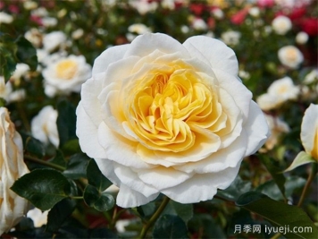 吉茜拉月季Gisila Renaissance