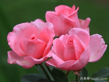 吉塔月季/吉塔文艺复兴月季Ghita Renaissance