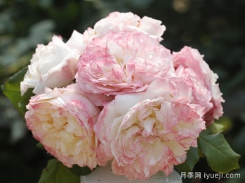 极光咏叹调月季Aurora Aria