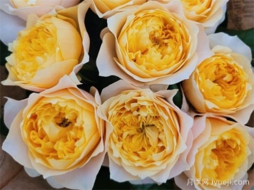 金色珊瑚心月季/黄金呼呼塞拉/金色呜呜祖拉Golden Vuvuzela