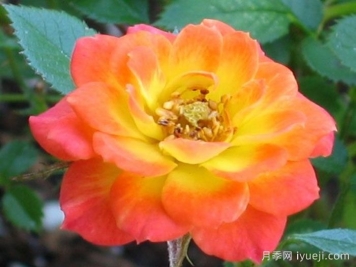 金太阳月季/太阳黄金Sun Gold