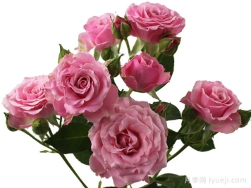 金星之花月季Venus Blossoms