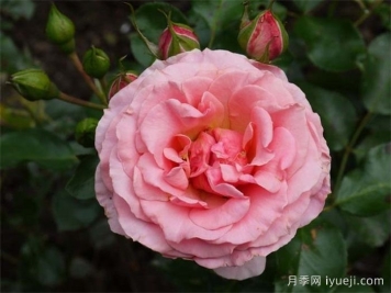 竞赛月季Tournament of Roses