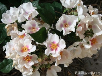 九月之星月季/九月明星September Stars