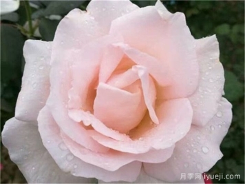 九重香月季Everest Double Fragrance