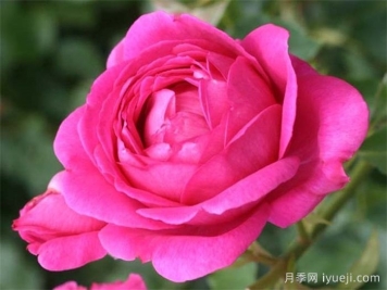 酒吧摇滚月季Pub Rock