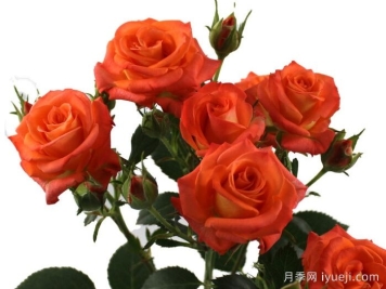桔橙之花月季Orange Blossoms