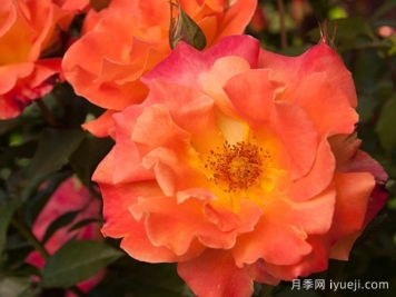 橘红潮月季/橙色波浪Orange Waves(CLEojo)