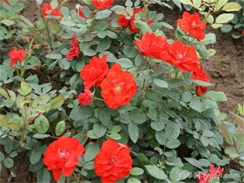 橘红潮月季/桔红潮月季Orange Wave