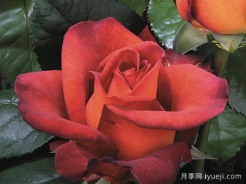 咖啡时间月季/休憩/咖啡突破Coffee Break